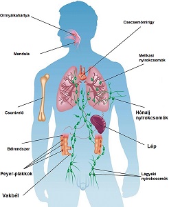 immunrendszer